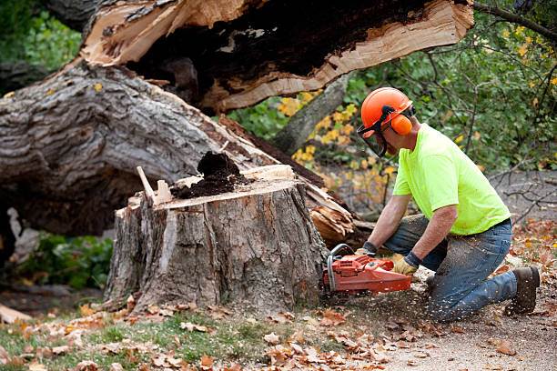 The Steps Involved in Our Tree Care Process in Nedrow, NY